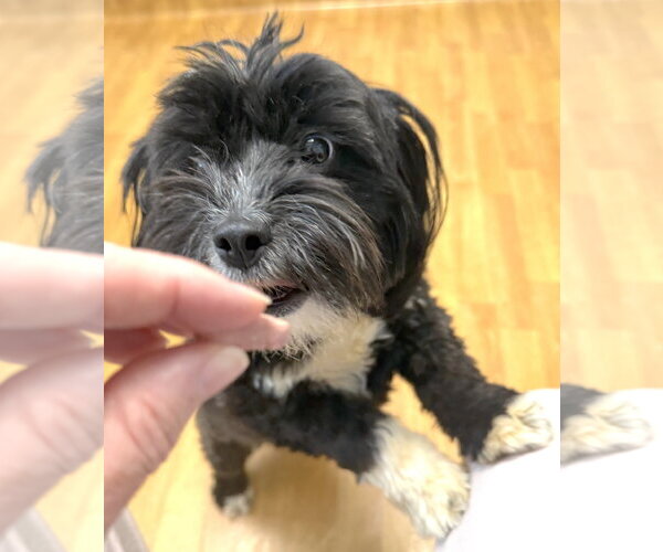 Medium Photo #1 Shih Tzu-Unknown Mix Puppy For Sale in Mount Airy, NC, USA