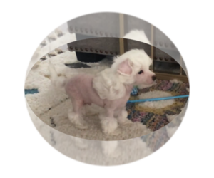Chinese Crested Puppy for sale in WEST CHESTER, PA, USA