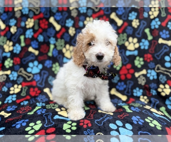 Medium Photo #4 Cock-A-Poo Puppy For Sale in LAKELAND, FL, USA