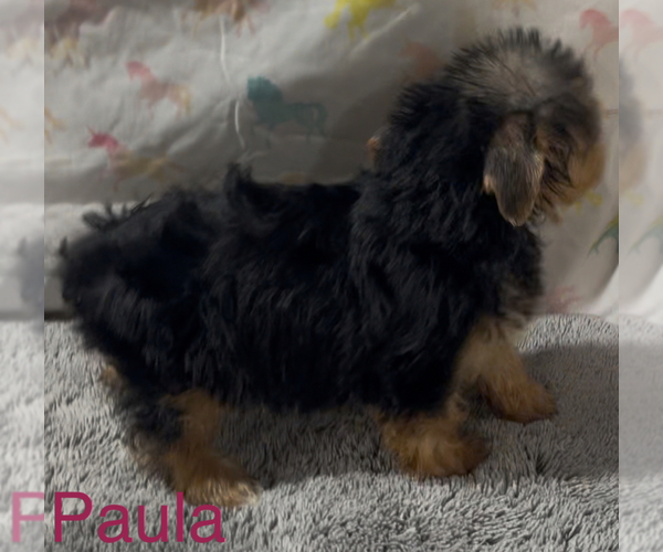 Medium Photo #2 Yorkshire Terrier Puppy For Sale in AZLE, TX, USA