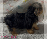 Small #1 Yorkshire Terrier