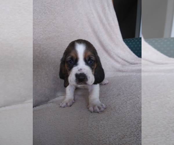 Medium Photo #25 Basset Hound Puppy For Sale in PETERSBURG, IN, USA
