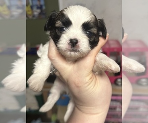 ShihPoo Puppy for Sale in WOODLEAF, North Carolina USA