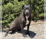 Small #1 American Staffordshire Terrier
