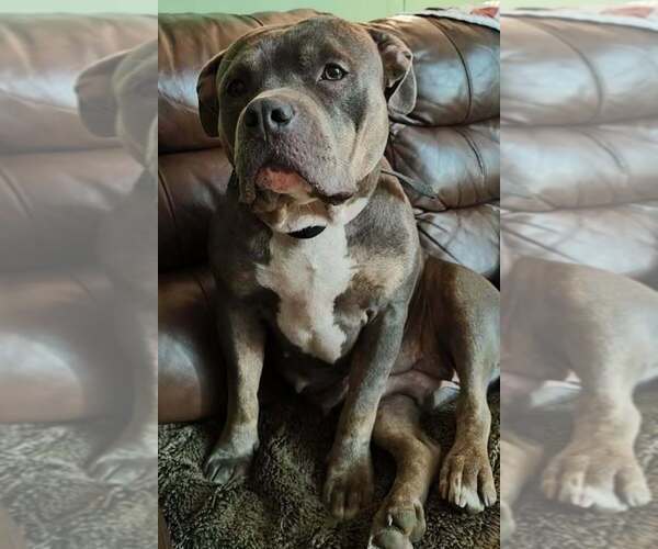 Medium Photo #1 American Bully Puppy For Sale in COUDERSPORT, PA, USA