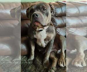 Mother of the American Bully puppies born on 05/27/2026