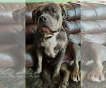 Small Photo #1 American Bully Puppy For Sale in COUDERSPORT, PA, USA