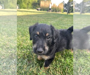 Rowlf - Male Mutt Dog for Adoption - Photo #3