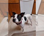 Small Photo #3 Rat Terrier-Unknown Mix Puppy For Sale in Columbus, IN, USA