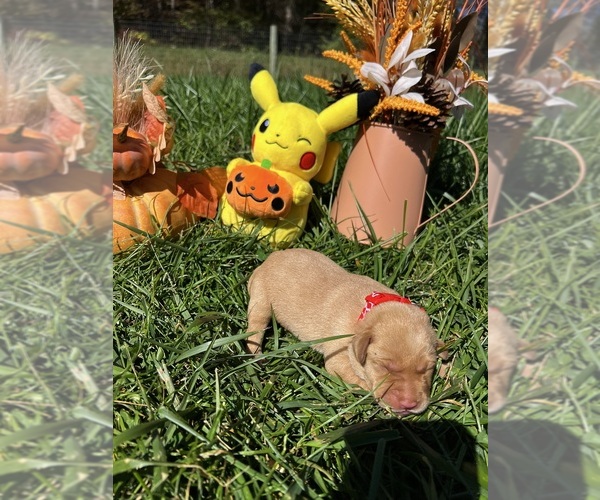 Medium Photo #3 Labrador Retriever Puppy For Sale in NEOLA, WV, USA