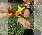 Small #2 Labrador Retriever
