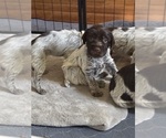Litter of 12 - Male(s) and Female(s) Wirehaired Pointing GriffonLitter of Puppies for Sale - Photo #4