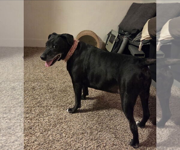 Medium Photo #2 Labrador Retriever-Unknown Mix Puppy For Sale in Fort Collins, CO, USA