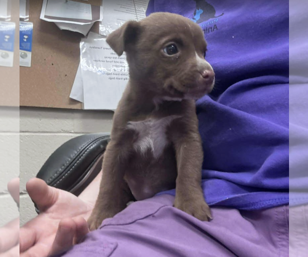 Medium Photo #5 Labrador Retriever-Unknown Mix Puppy For Sale in Rockville, MD, USA