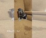 Small Photo #3 Catahoula Leopard Dog-Rottweiler Mix Puppy For Sale in BRADFORD, NY, USA