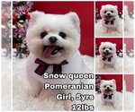 Small Photo #1 Pomeranian Puppy For Sale in Seattle, WA, USA