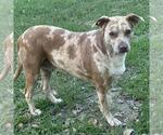Small #1 Catahoula Leopard Dog Mix