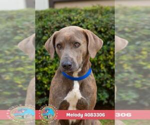 Labrador Retriever-Unknown Mix Dogs for adoption in Mobile, AL, USA