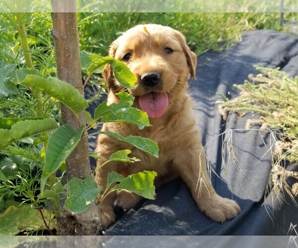 Medium Photo #3 Golden Retriever Puppy For Sale in TWIN FALLS, ID, USA
