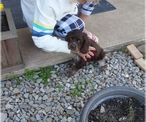 Cocker Spaniel Puppy for sale in CADDO, OK, USA