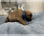 Small Photo #214 Belgian Malinois Puppy For Sale in REESEVILLE, WI, USA