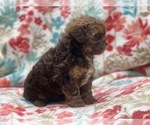 Small #15 ShihPoo