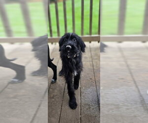 Labrador Retriever-Unknown Mix Dogs for adoption in Aurora, IN, USA