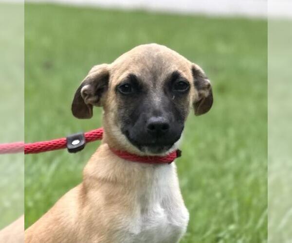 Medium Photo #1 Dachshund-Unknown Mix Puppy For Sale in Yardley, PA, USA