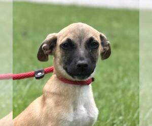 Medium Dachshund Mix