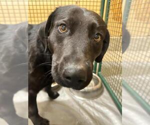 Labrador Retriever-Unknown Mix Dogs for adoption in Calgary, Alberta, Canada