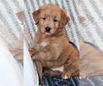 Small Photo #4 Goldendoodle (Miniature) Puppy For Sale in SYRACUSE, IN, USA