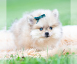 Small Photo #3 Pomeranian Puppy For Sale in WARSAW, IN, USA