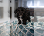 Small Photo #1 Maltipoo Puppy For Sale in AURORA, IL, USA