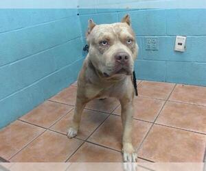 American Pit Bull Terrier Dogs for adoption in Downey, CA, USA