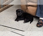 Small #2 Labrador Retriever