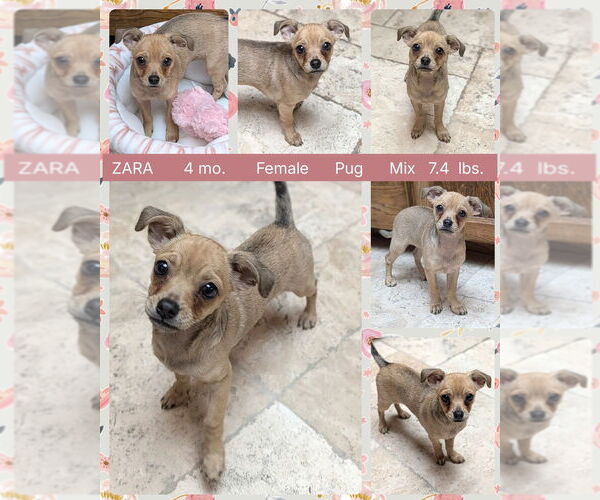 Medium Photo #1 Chug Puppy For Sale in Mesa, AZ, USA