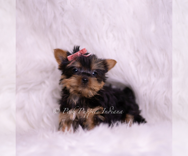 Medium Photo #5 Yorkshire Terrier Puppy For Sale in WARSAW, IN, USA