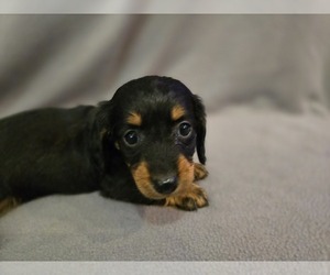 Dachshund Puppy for sale in CARLYLE, IL, USA