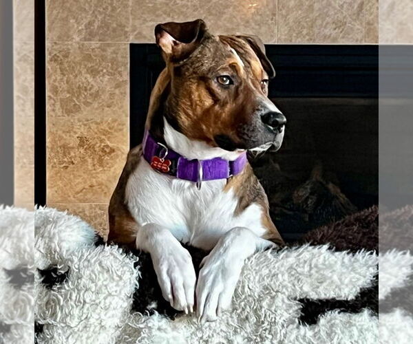 Medium Photo #5 American Pit Bull Terrier-Unknown Mix Puppy For Sale in Fargo, ND, USA