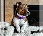 Small #4 American Pit Bull Terrier Mix
