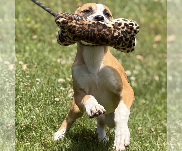 Medium Photo #2 Mutt Puppy For Sale in Yardley, PA, USA