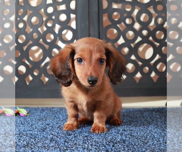 Medium Photo #3 Dachshund Puppy For Sale in MOUNT VERNON, OH, USA