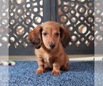 Small #2 Dachshund