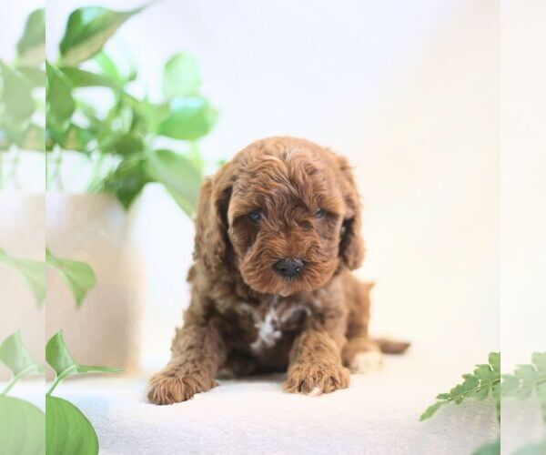 Medium Photo #1 Cavapoo Puppy For Sale in NEW HOLLAND, PA, USA
