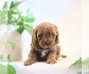 Cavapoo Puppy for sale in NEW HOLLAND, PA, USA