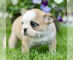 Small #2 French Bulldog