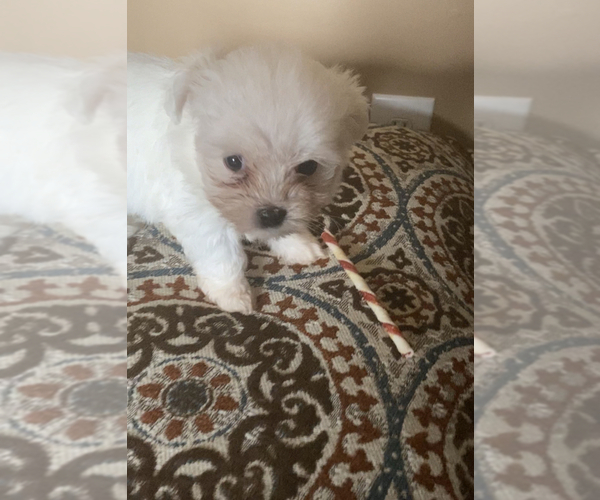 Medium Photo #1 Maltese Puppy For Sale in MABLETON, GA, USA
