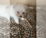 Small Photo #1 Maltese Puppy For Sale in MABLETON, GA, USA