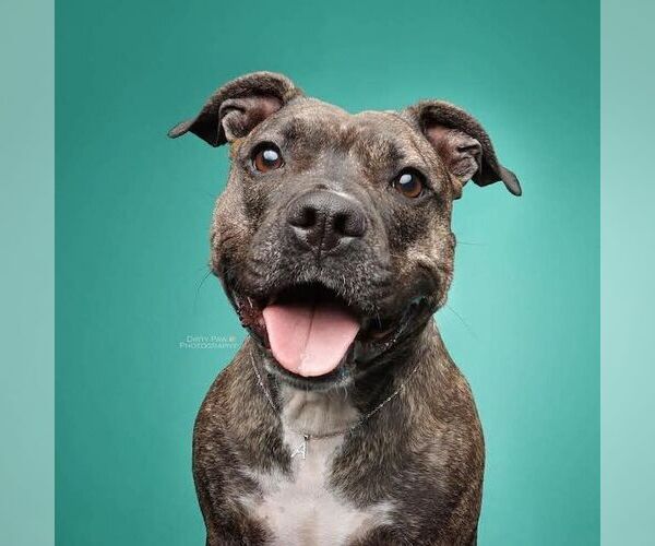 Medium Photo #2 Mutt Puppy For Sale in Rockville, MD, USA