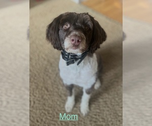 Mother of the Portuguese Water Dog puppies born on 07/25/2026